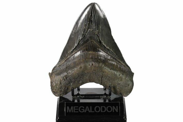 Serrated, Fossil Megalodon Tooth - Huge Tooth #158750